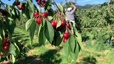 A man picks cherries from a tree Stock Footage 112913380