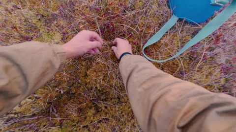 A man picks cranberries in a swamp. From the first person. Stock Footage 318311160