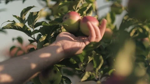 Man picks an ecological apple Stock Footage 92875613