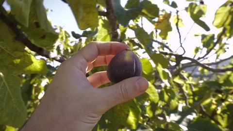 Man picks up a fig from a fig tree in a farm Stock Footage