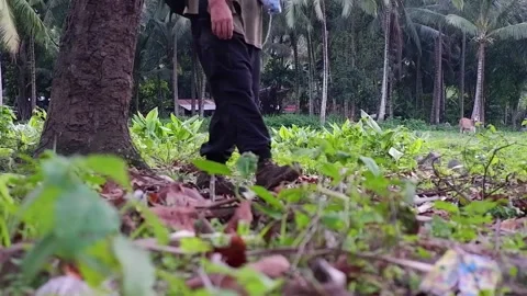 A man picks up a fruit near a tree. Video stock 137556820