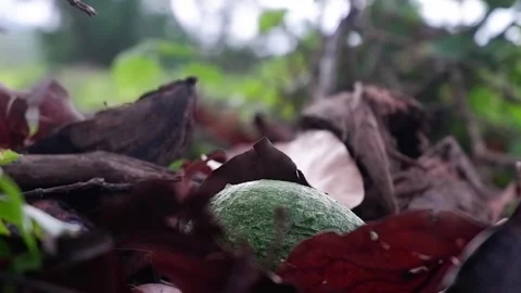 A man picks up a fruit near a tree. Video stock 137556874