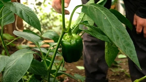 A man picks green big peppers. Vidéo 123725948