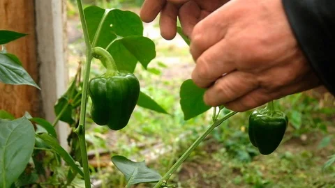 A man picks green big peppers. 库存影片 123726035