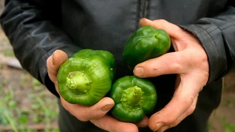 A man picks green big peppers. Vidéo 123726521