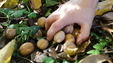 A man picks up from the ground walnuts. Close-up, outdoor, real time, natural li Stock Footage 97195972