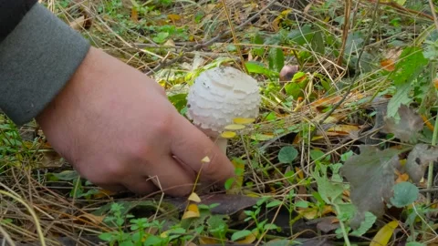 A man picks a mushroom Stock Footage 143670972