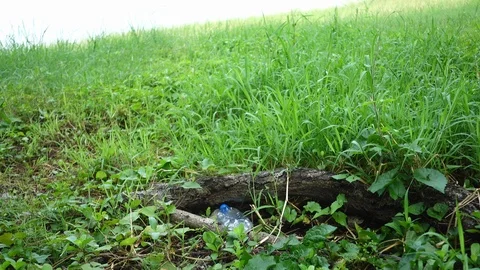 Man picks up a plastic from grass in the park. Stop plastic concept. Stock Footage 116252627
