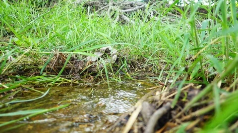 Man picks up a plastic from grass in the park. Stop plastic concept. Stock Footage 116252792