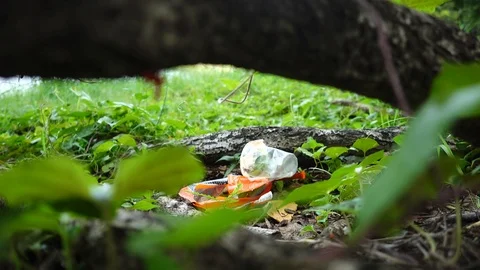 Man picks up a plastic from grass in the park. Stop plastic concept. Stock Footage 116252867
