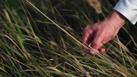 A man picks a small spikelet in a field. Close-up of his hand Stock Footage 139229652