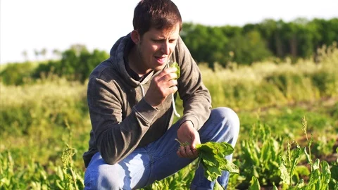 Man picks the sorrel on the field squatted down and eat fresh leaves. Stock Footage 109199361