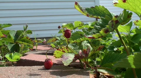 Man picks strawberries close up Stock Footage 698883