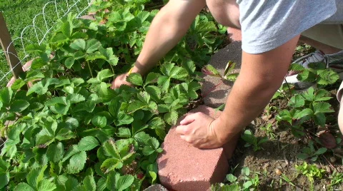 Man picks strawberries Video stock 699544