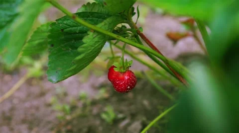 Man Picks Strawberries Stock Footage 44370009