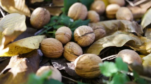 A man picks up a walnut from the floor. Real time, natural light, outdoor, side Stock Footage 97195812