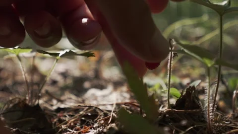 Man picks a wild strawberry in the forest on a sunny summer day. Vídeos de archivo 337998780