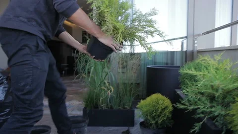 Man with a piercing on veranda is engaged in transplanting plants. Stock Footage 88484944