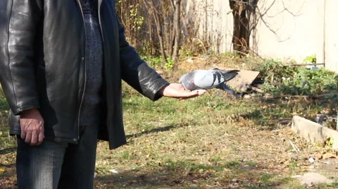The man with a pigeon. Video stock 56611348