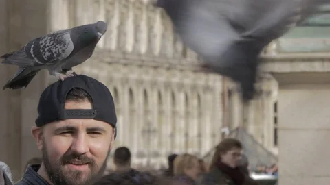 The man with a pigeon on the head Stock Footage