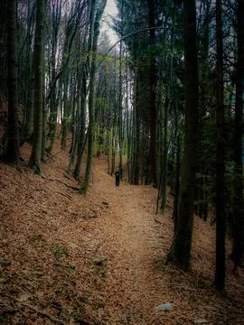 Man in a pine woods Stock Photos