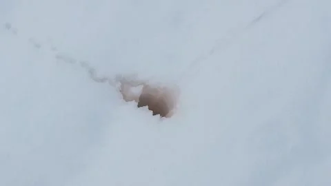 A man pissing in the snow. Stock Footage 233272724