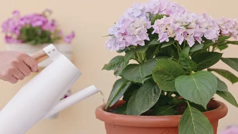 A man with a pitcher in his hand waters the flower in the pot. 스톡 동영상 203843065