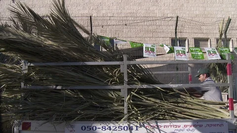 Man places palm tree branches on back of truck in Jerusalem Stock Footage 86759828