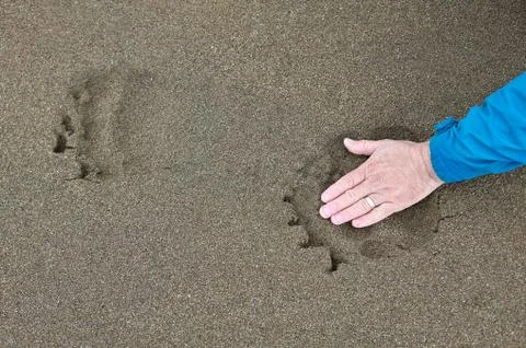 Man placing his hand inside a bear print Stock Photos
