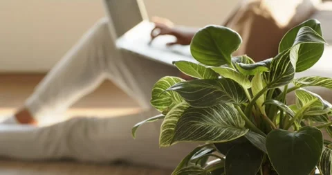 Man placing laptop on lap, typing, navigating trackpad by window at home with Stock Footage 339558029