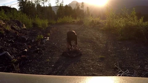 Man placing rocks for fire ring Stock Footage 173851173