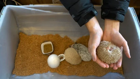 Man placing tiny hedgehog into hutch 库存影片 91594479