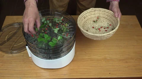 Man placing wild strawberries for drying 스톡 동영상 64753291