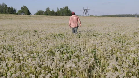 A man in a plaid shirt walking through a field of dandelions Vídeos de archivo 276723017