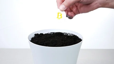 Man plant silver bitcoin cryptocurrency into flower pot Video stock 92596341