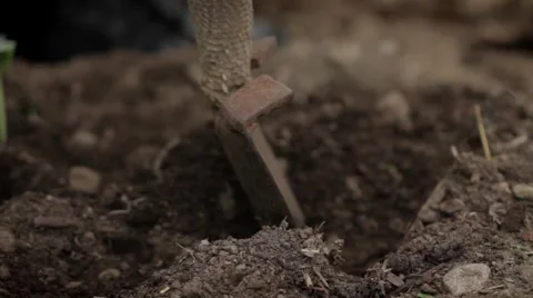 A man planting a bean seedling Stock Footage 59120899