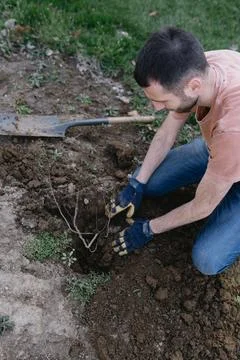 Man planting a native tree sapling in a garden bed Stock Photos