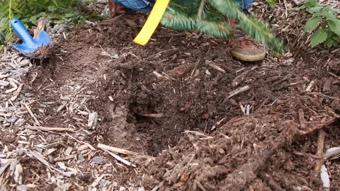 Man planting a new pine in a forest Stock Footage 124009975