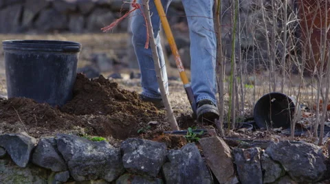 Man planting a new tree In back yard Video stock 67358185