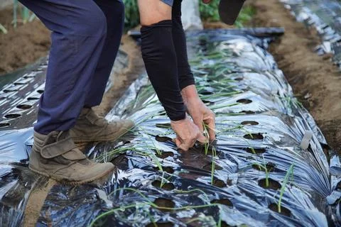 Man planting onion seedlings Stock Photos