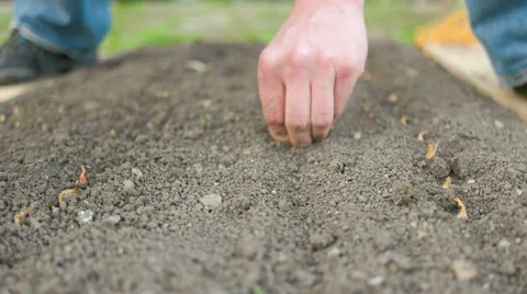 Man Planting Onions for Sprouting Stock Footage 62405465