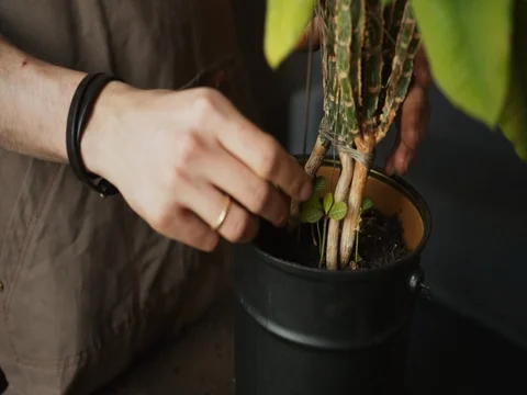 Man planting plants Video stock 77967367