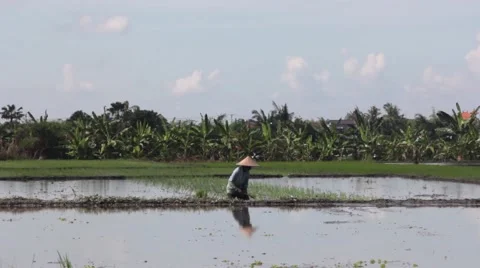 The Man Planting Rice Stock Footage 67532957