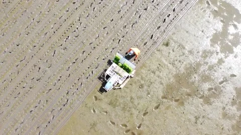 Man planting rice using a tractor view from above Stock Footage 146364609