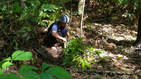 Man is planting a sage tree Stock Footage 247780200