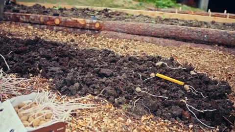 Man Planting Sprouted Seed Potatoes In Long Garden Trench Video stock 346569145