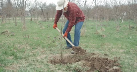 Man planting tree, digging, covering with soil. Stock Footage 238525897
