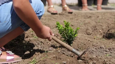 Man planting tree Stock Footage 60118795