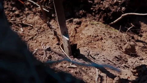Man planting tree sprout 스톡 동영상 70642052