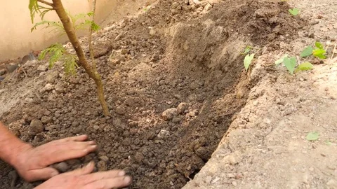 Man planting a tree. Sunrise. Silhouette. Spring. 4k slow motion Stock Footage